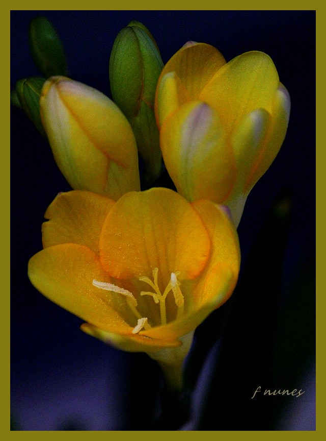 Yellow Beauties