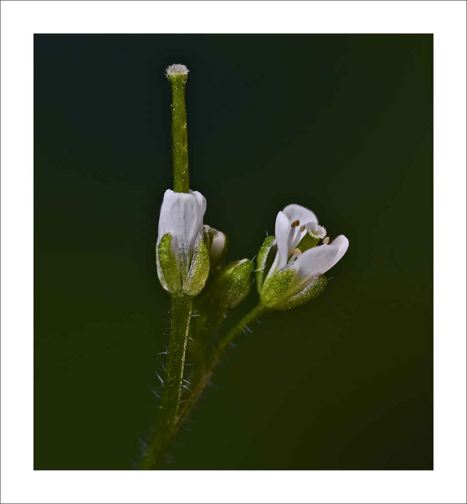Cardamine hirsuta Bittercress Wavy
