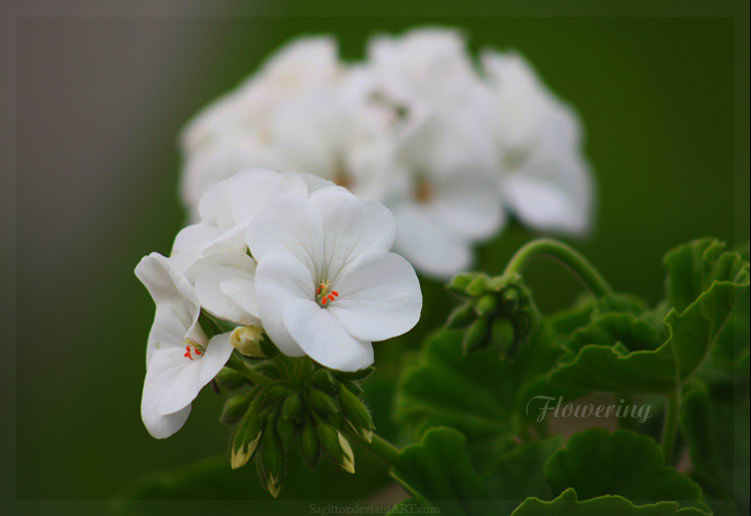 Flowering
