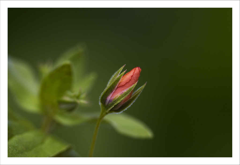 Scarlet Pimpernel Anagallis arvensis
