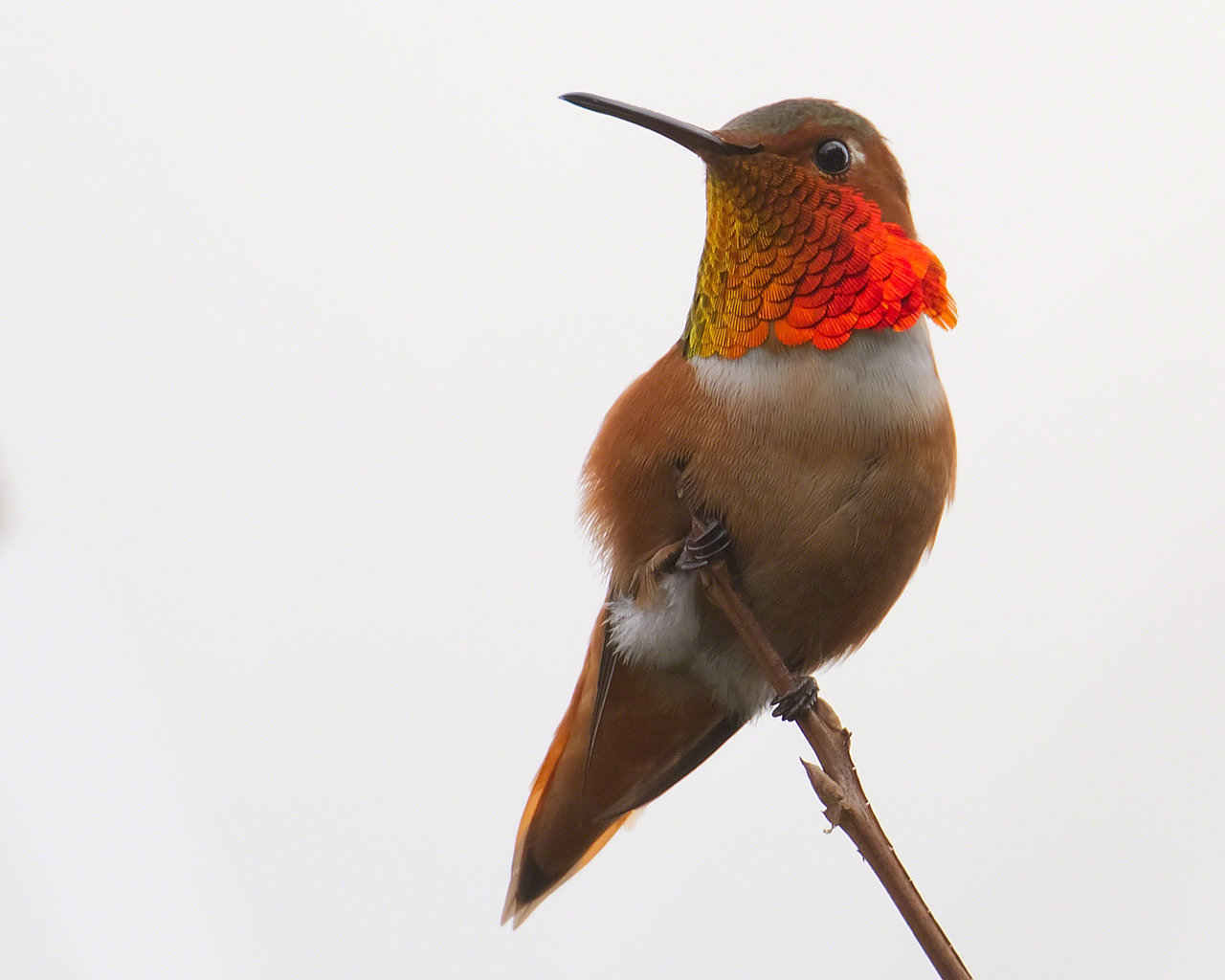 Allen's Hummingbird Stock