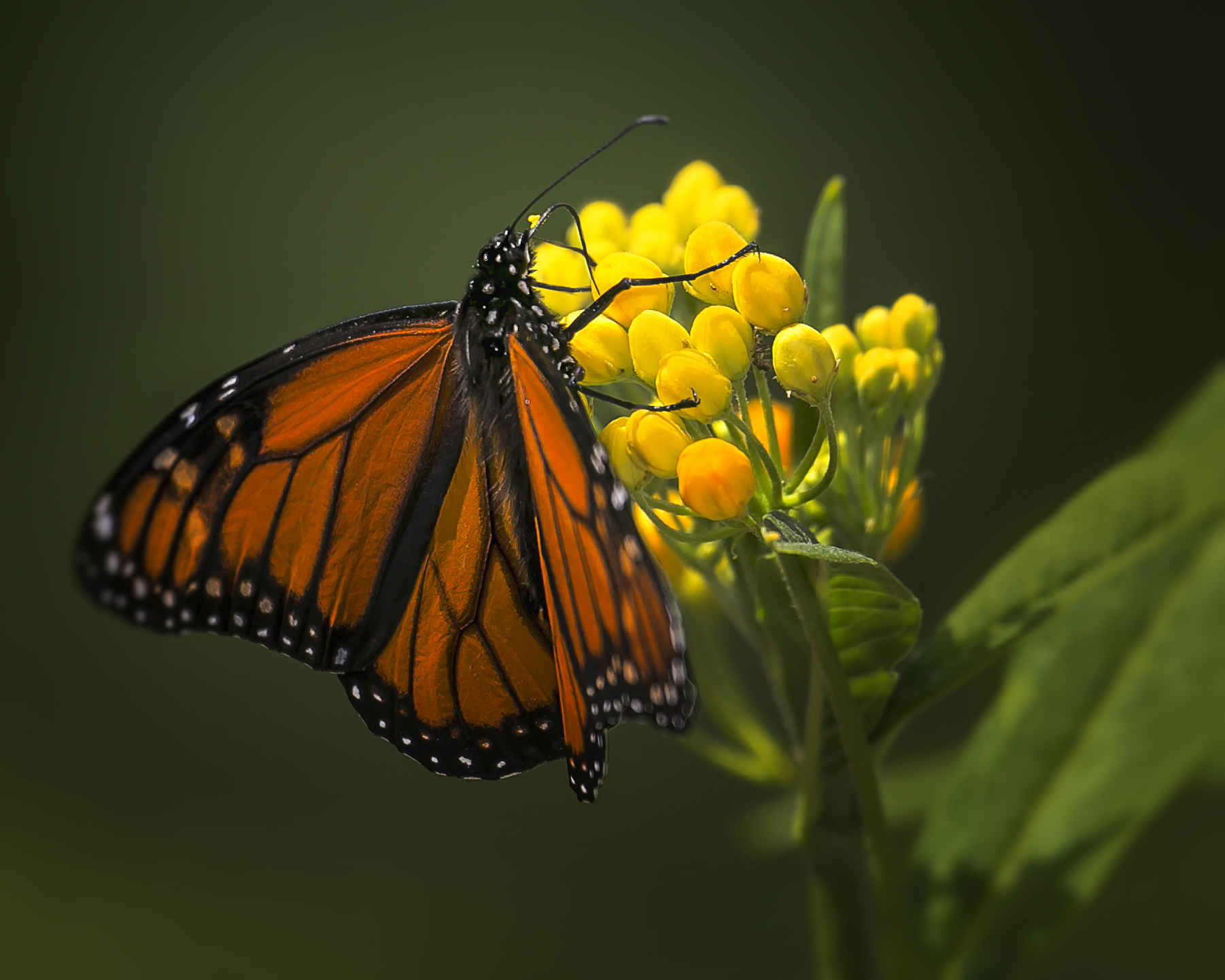 Butterfly weed