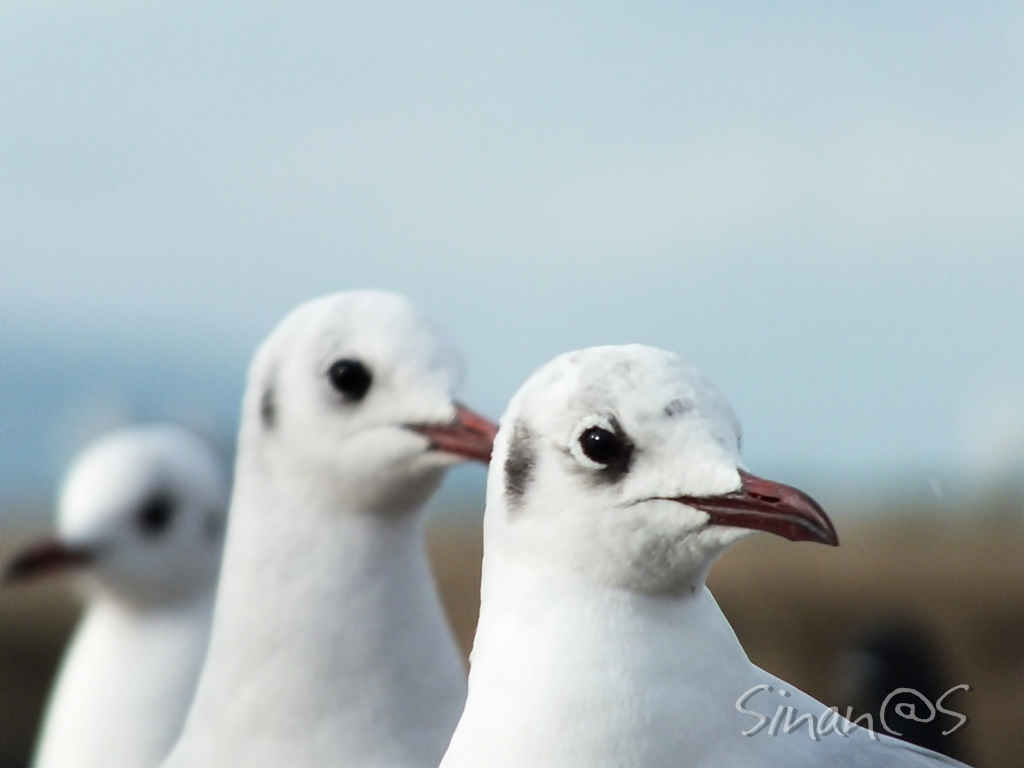 three friends