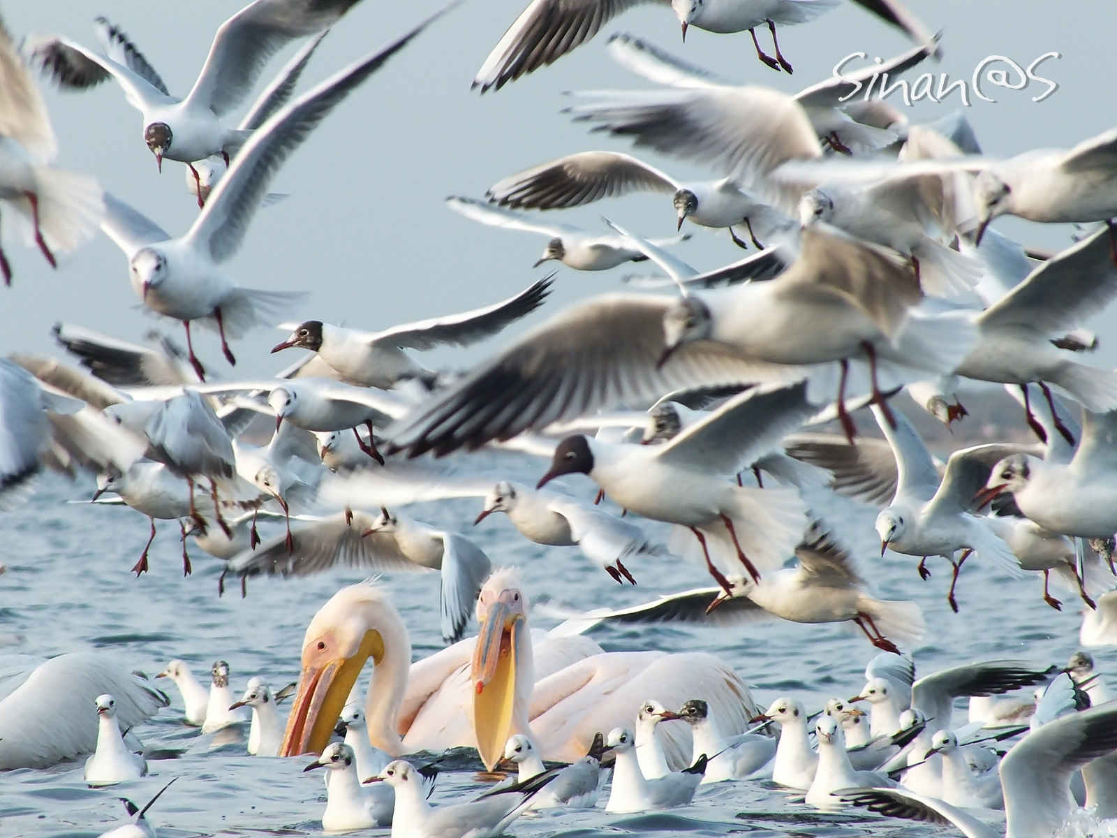 seagulls 1 of ...