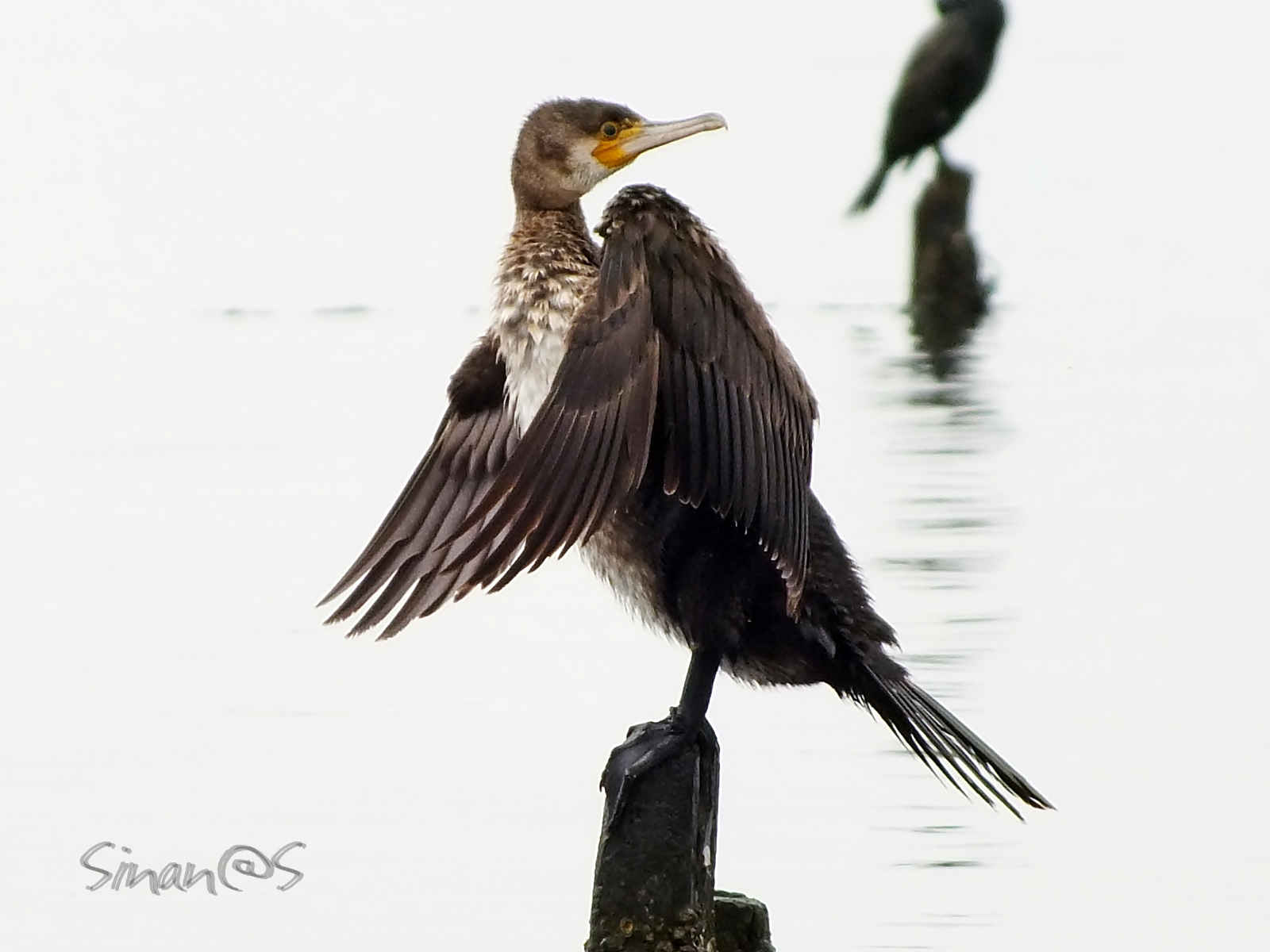 Cormorant 1 of ...
