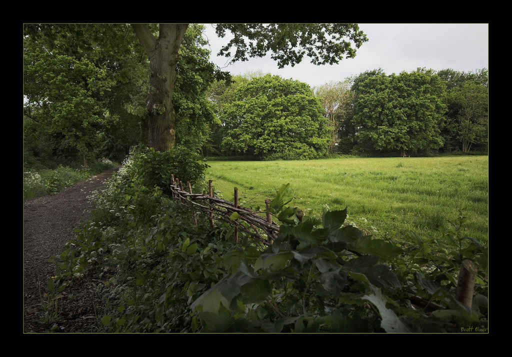 Early Summer Meadow