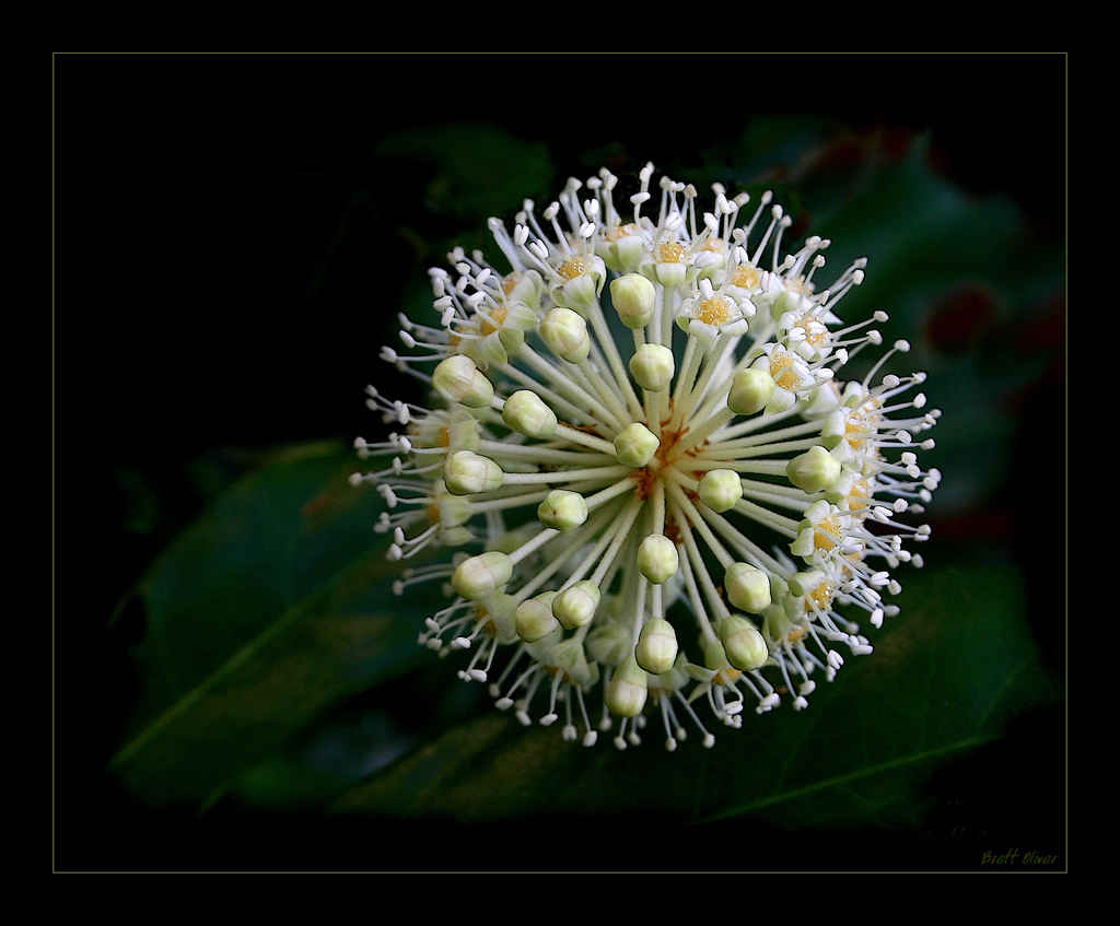 Fatsia flower