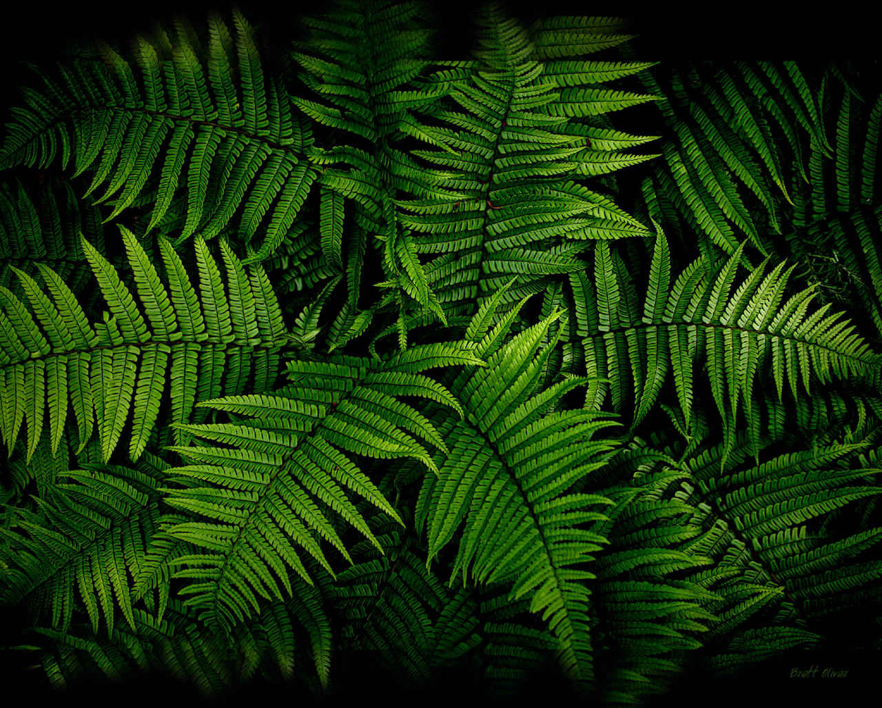 Fern