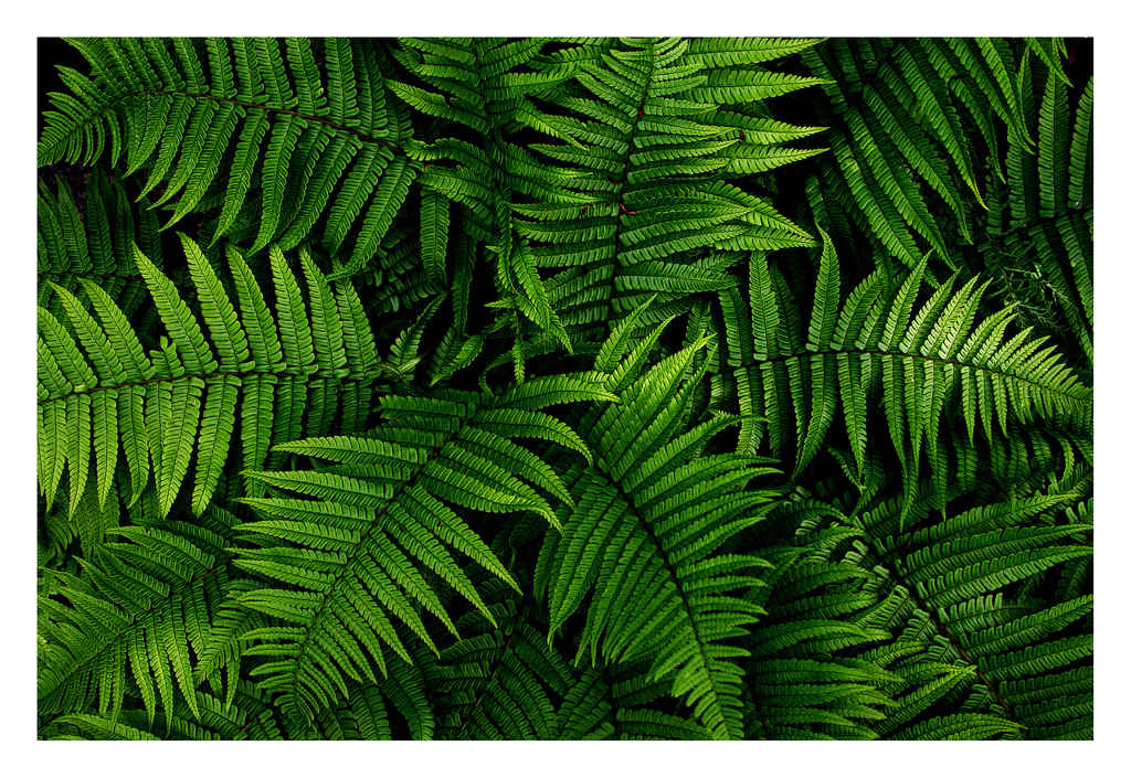 Ferns
