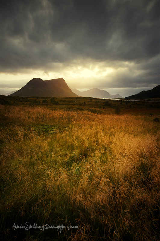 Golden Fields