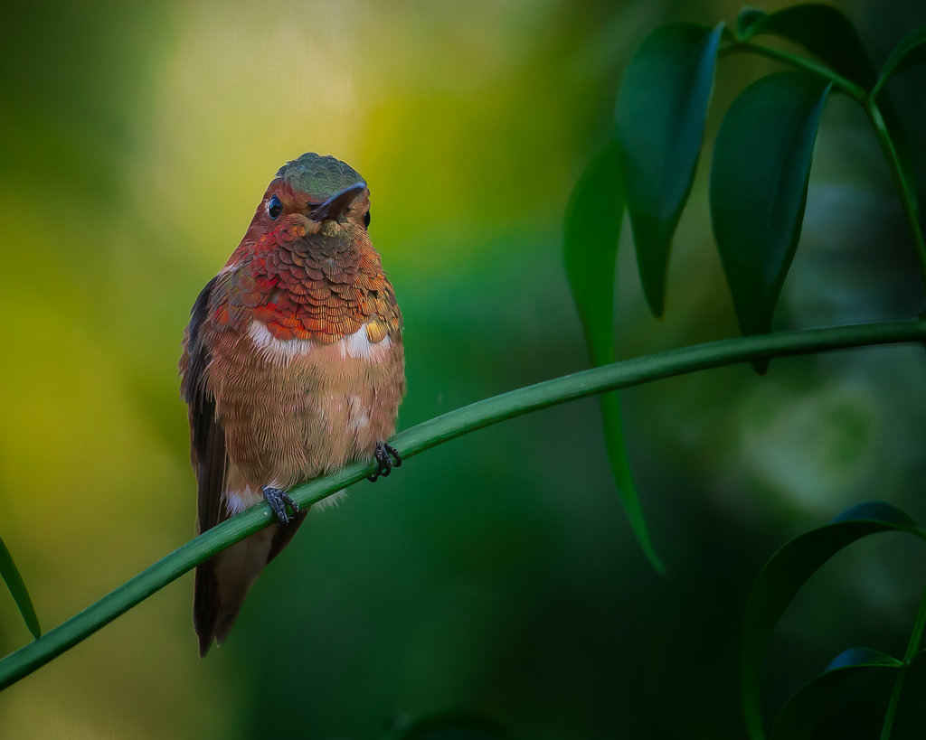 Hummingbird Stock Image