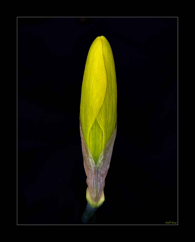 Bud