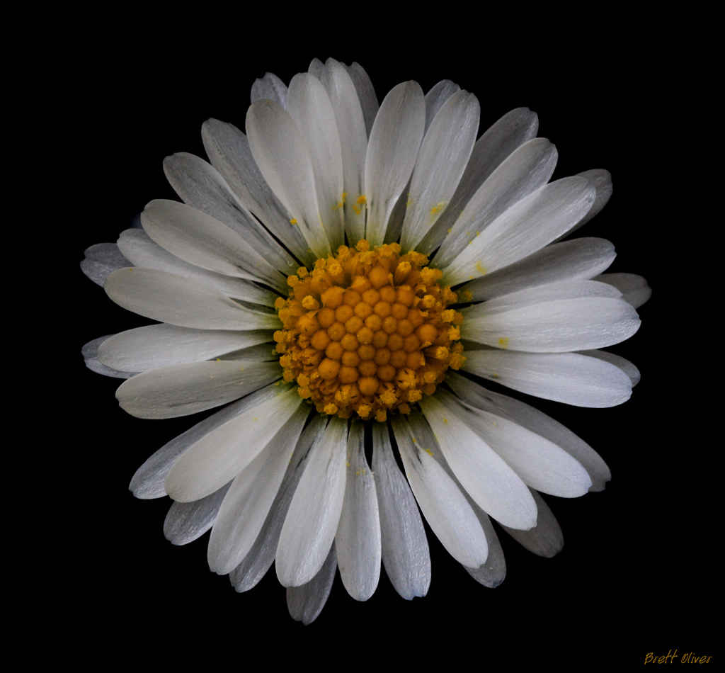 Lawn Daisy