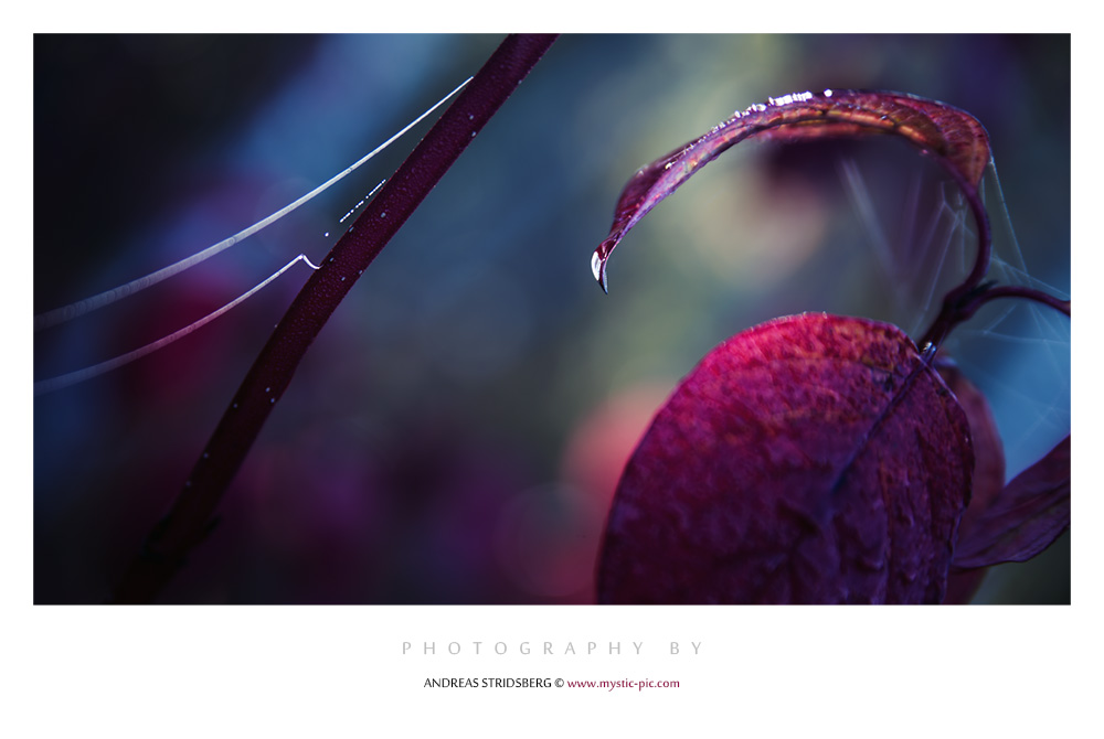 Macro 131003 019