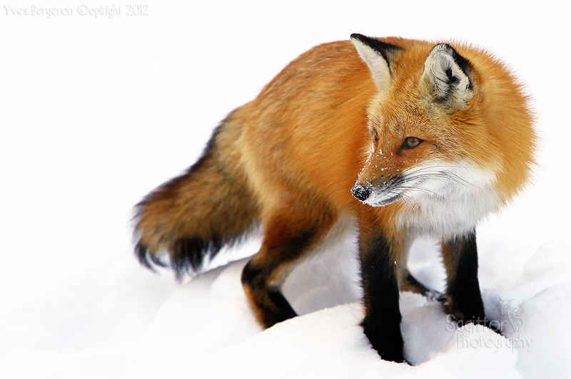 On the Winter Trail