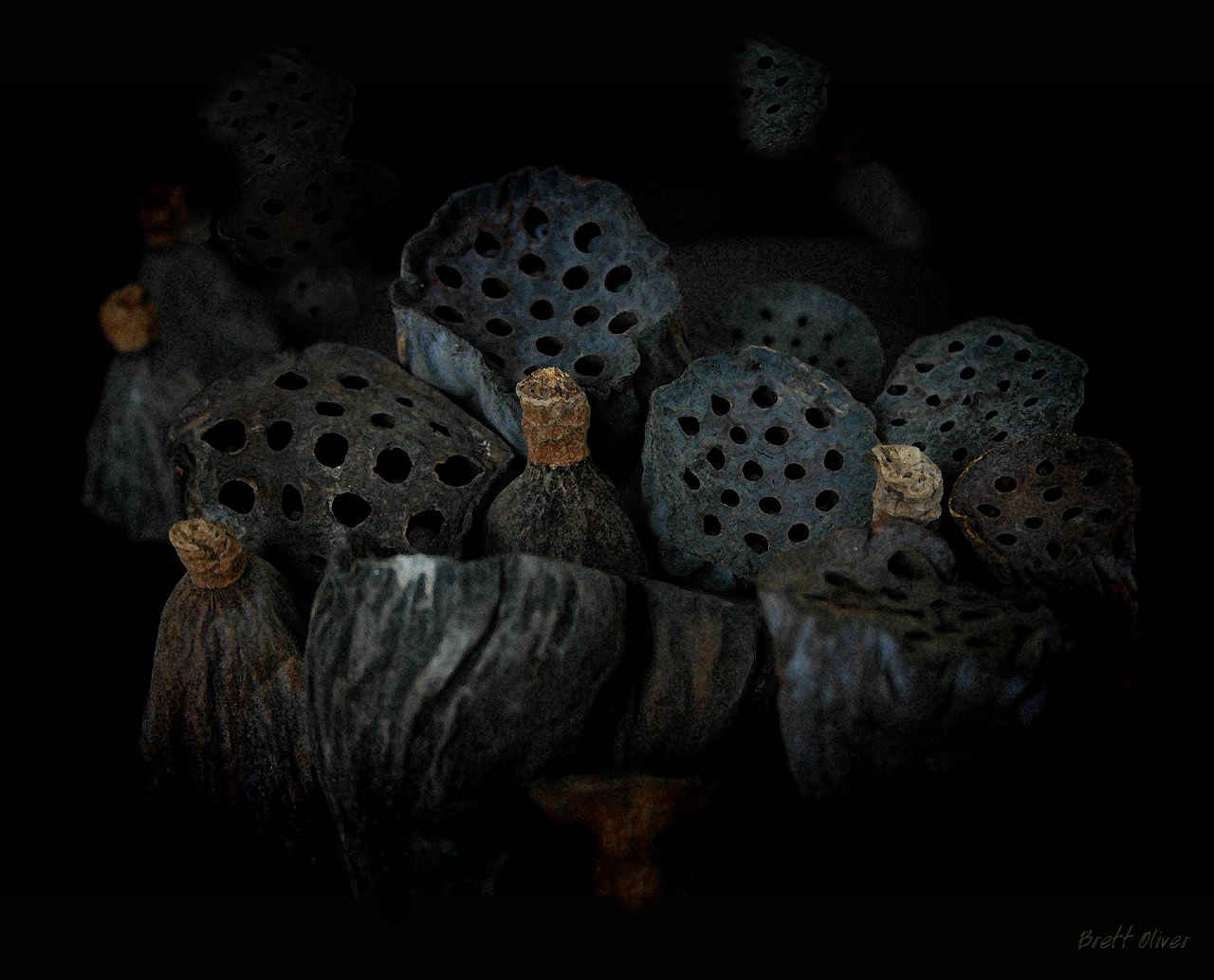 Seed Pods