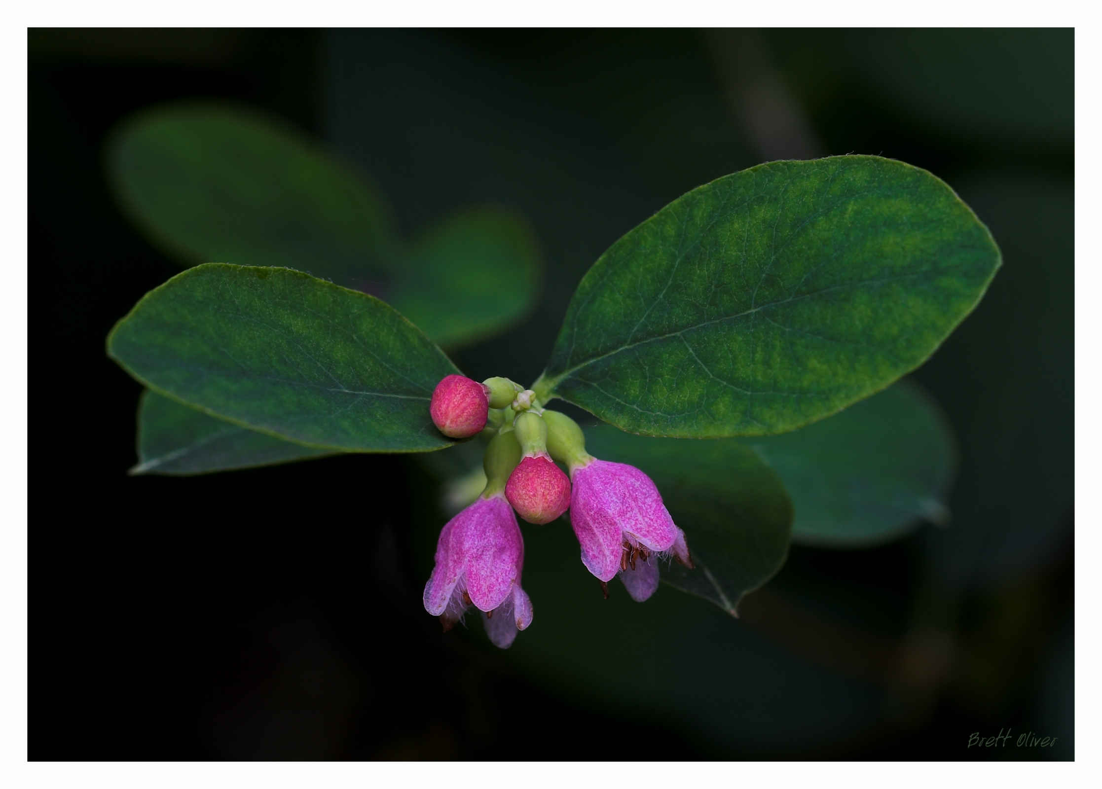 Snowberry lge