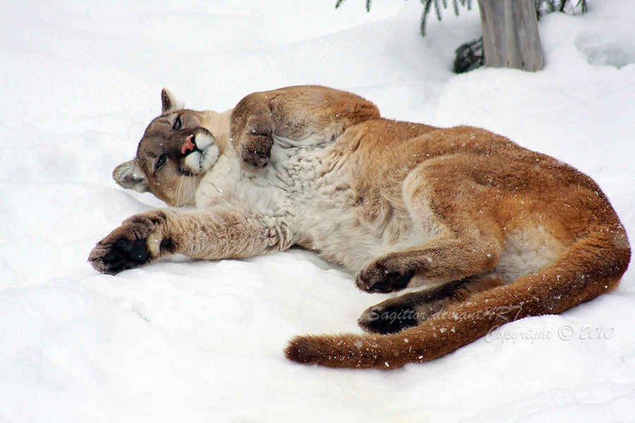 So Relax - Puma