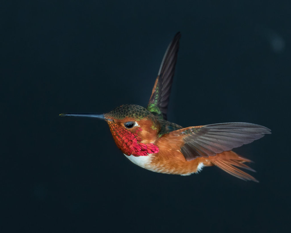 Stock male allen's hummingbird