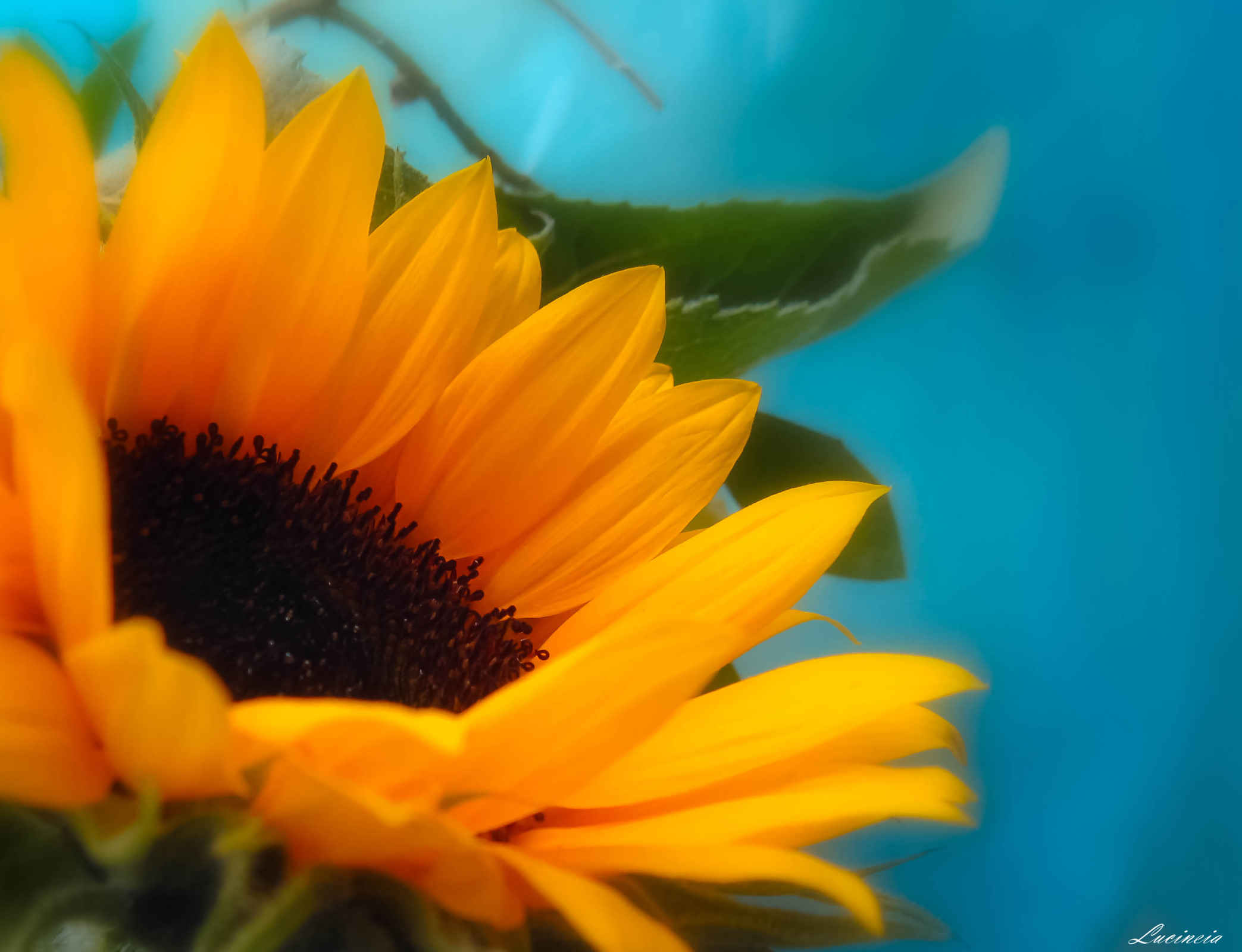 Sunflower