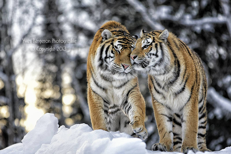 Sweet lovers 3