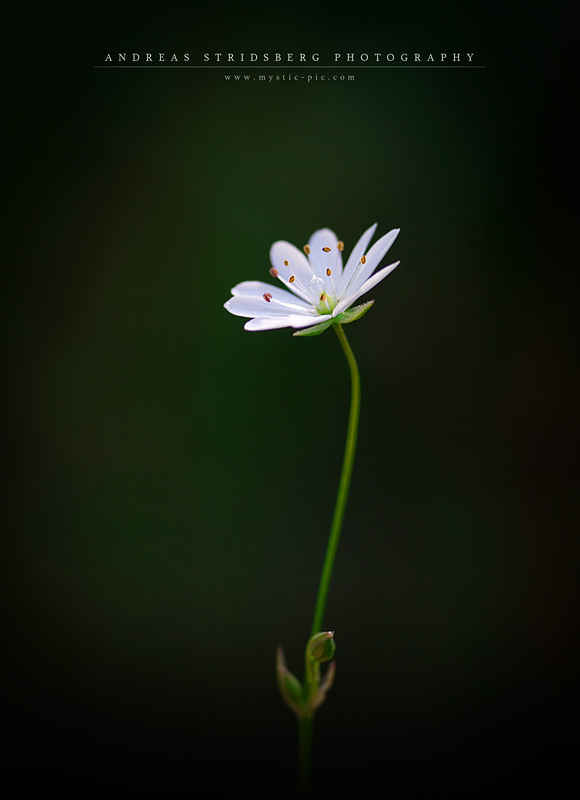 Vit blomma