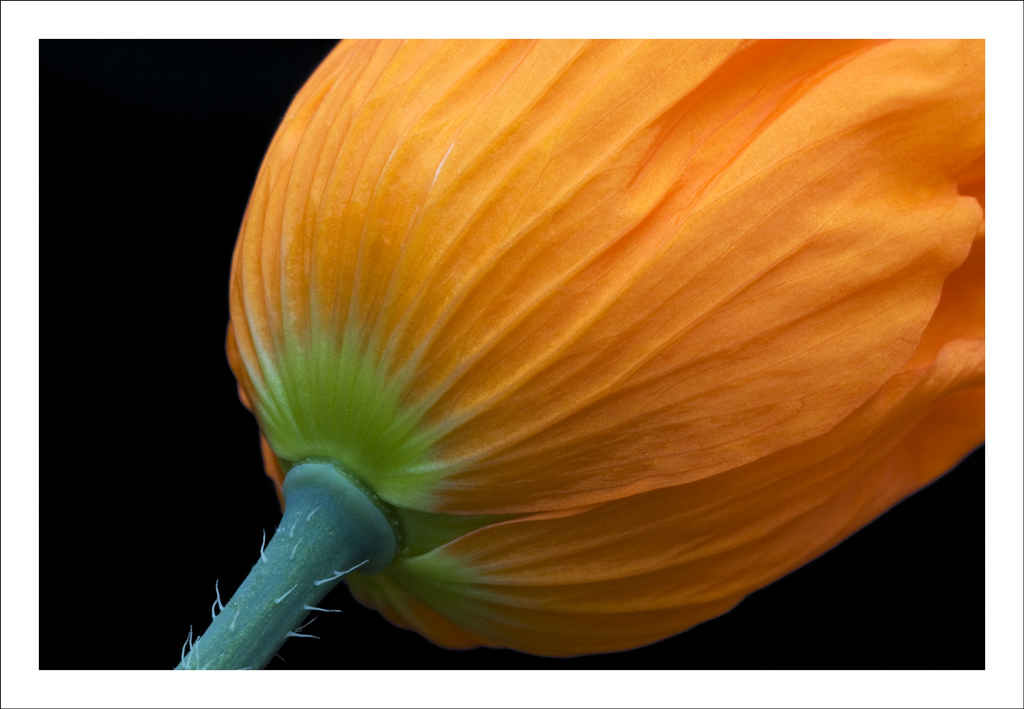 Yellow Poppy
