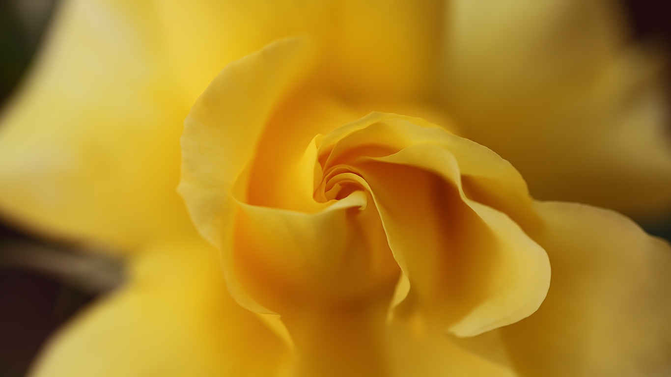 Yellow rose