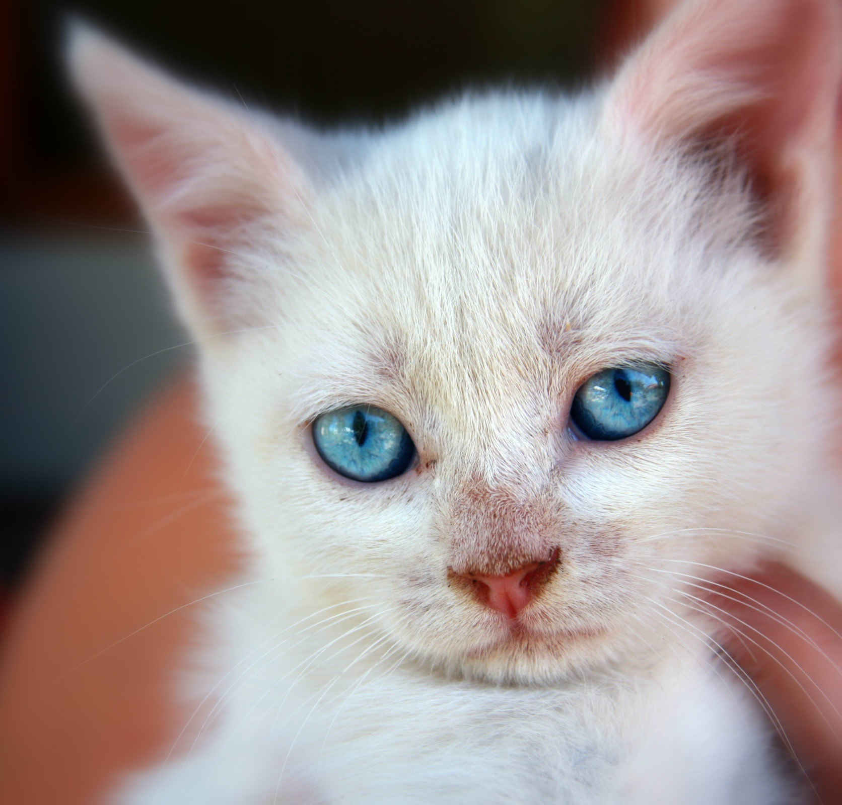 Mickey Blue Eyes