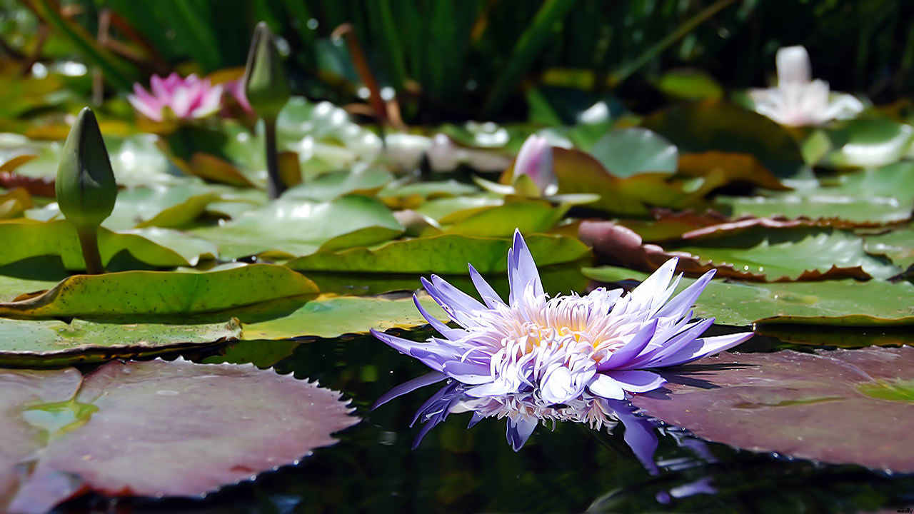 Purple water lily