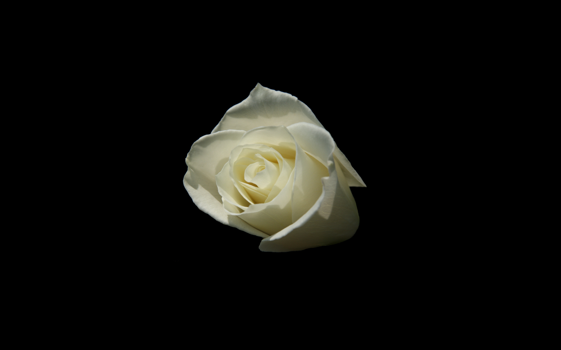 White Rose Wallpaper