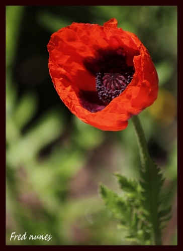 Sunlit Beauty