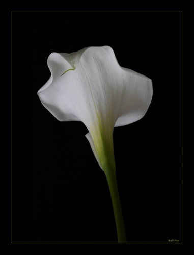 Arun Lilly