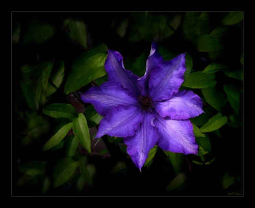 Blue clem