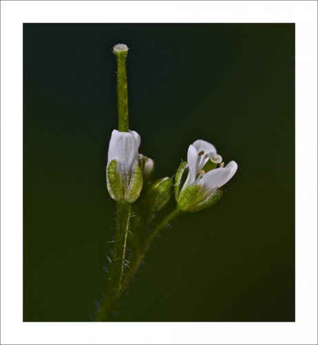 Cardamine hirsuta Bittercress Wavy