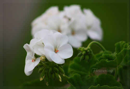 Flowering