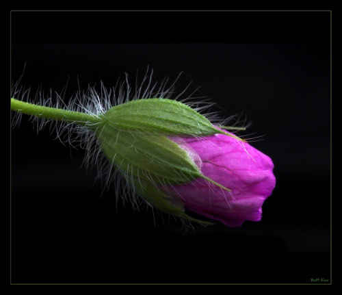 Geranium Bud