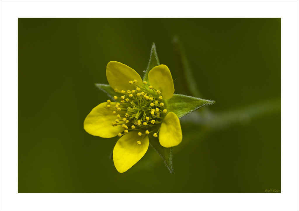 Herb Bennet Geum urbanum