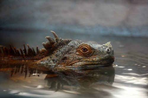 Iguana