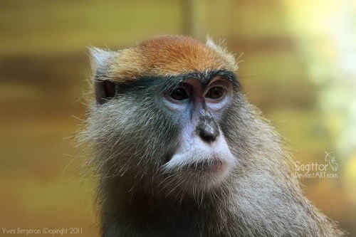 Little Monkey