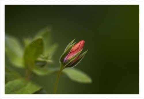 Scarlet Pimpernel Anagallis arvensis