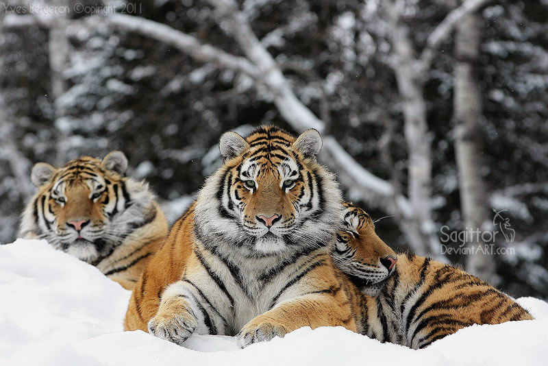 Snuggle Up