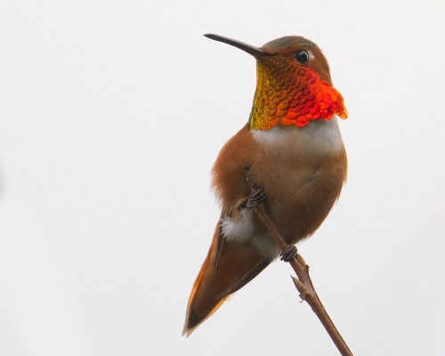 Allen's Hummingbird Stock
