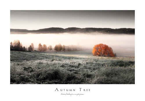 Autumn Tree