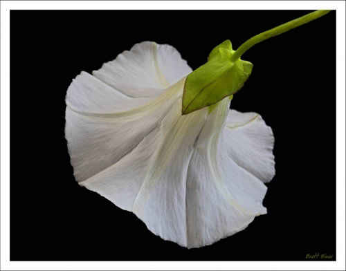 Bind weed