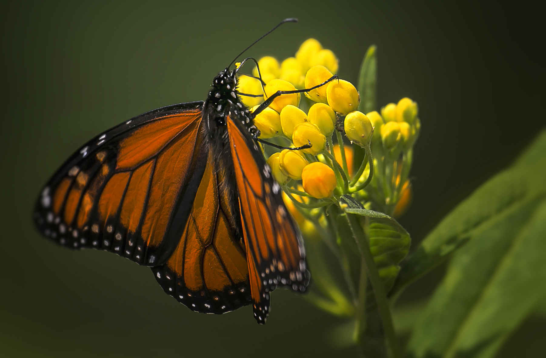 Butterfly weed
