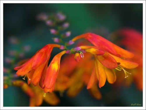 crocosmia 1