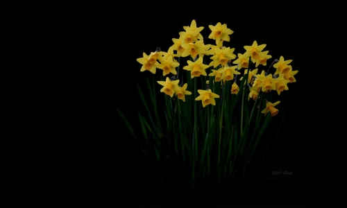 Daff