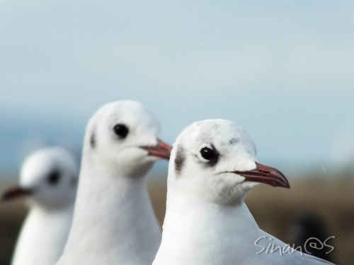 three friends