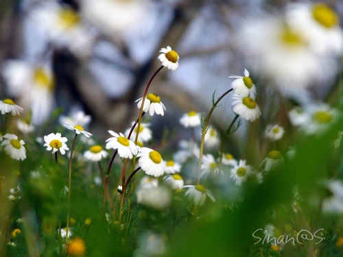 Harbingers
